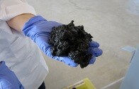 人の排泄物から「バイオ原油」を生成する技術、米国立研が開発、実用化へ