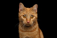 私たちは猫が大好きだが、長い間「実用品」「虐待対象」扱いしていた