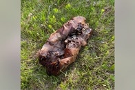 【写真】これ何？ 湖畔で発見された謎の「肉みたいなもの」の写真を公開...「すごく臭い」「顔がある」