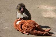 「金儲け」「何やってるんだ！」 パンチくん人気の動植物園、心ない声も…激動の4カ月「拡散力の怖さ知った」