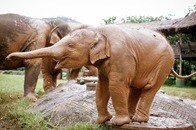 中継レポーター、子ゾウに鼻で遊ばれる　真剣な表情キープできず