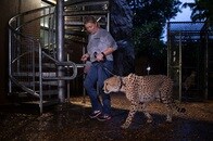 大型ハリケーンを前に動物が避難　フラミンゴは優雅にゴルフカートで