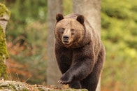 「こんなに速いのか...」白昼の街でクマ激走の恐怖　住民を「猛追」する映像にネット震撼