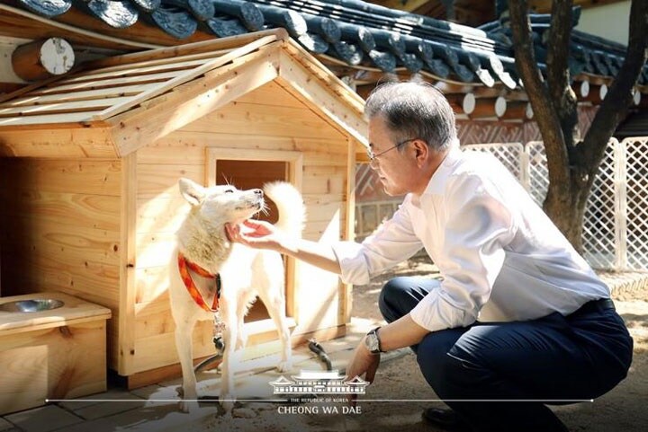 青瓦台の住人になった雌の豊山犬、コミと文在寅　SOUTH KOREA BLUE HOUSE