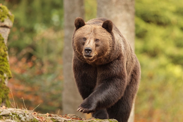 （写真はイメージです）　Michal Ninger-Shutterstock