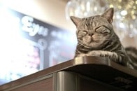 【動画】みんなやってる？　完璧な「演技」で注目を浴びようとする役者猫