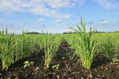 ビール製造時の副産物で農業課題を解決へ...アサヒバイオサイクルが創り出す農業の「未来」