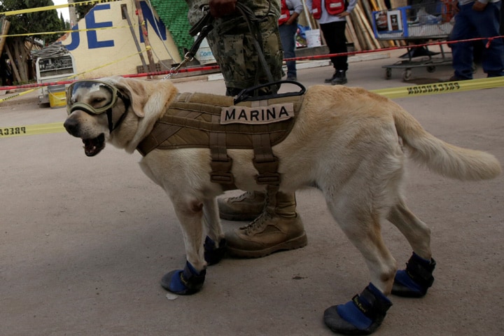 メキシコシティの倒壊現場に出動するフリーダ　Jose Luis Gonzalez-REUTERS