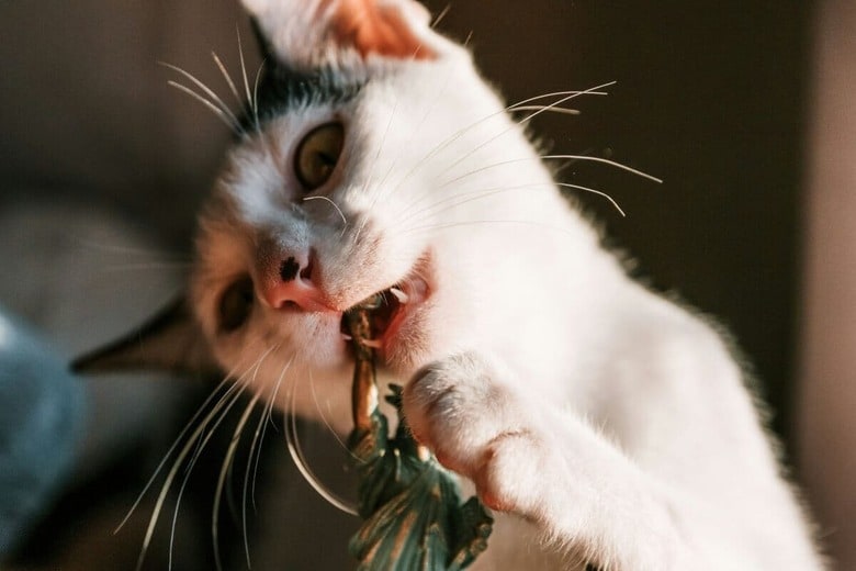 猫が噛みつく理由はさまざま（写真はイメージです）　Caio Silva-Unsplash