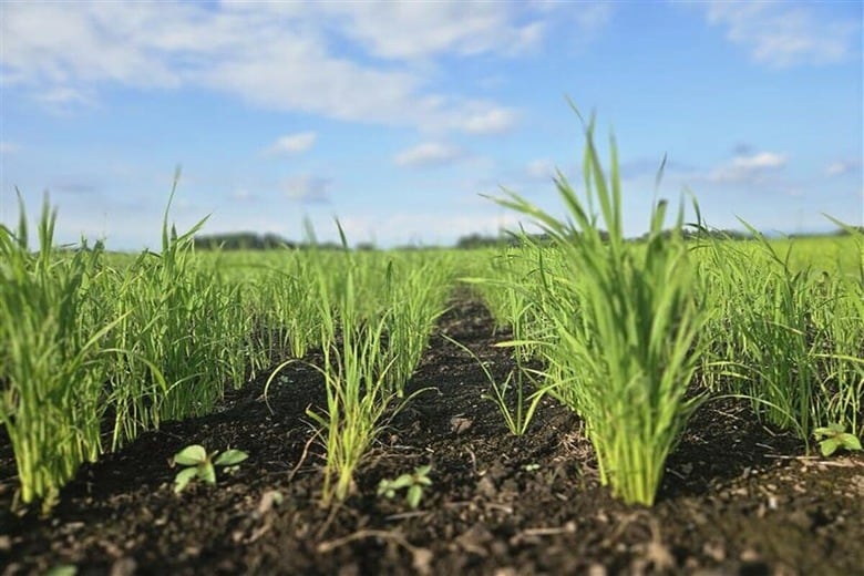 アサヒバイオサイクルは自社技術を用いて、日本だけでなくケニアでもコメ作りを支援している