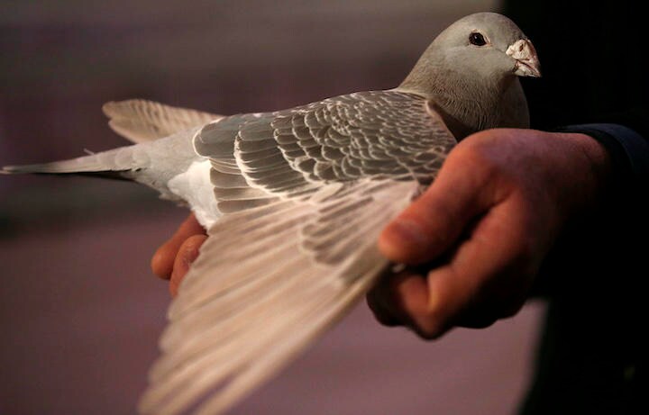 放された1万羽の鳩がほとんど戻ってこなかった　　REUTERS/Phil Noble