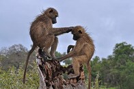 【動画】大群にたかられ、逃げることも許されず...ヒヒに襲い掛かったヒョウの末路　南ア