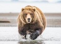 永遠の愛誓う2人の対岸から断末魔の叫び　グリズリーがムースを捕食