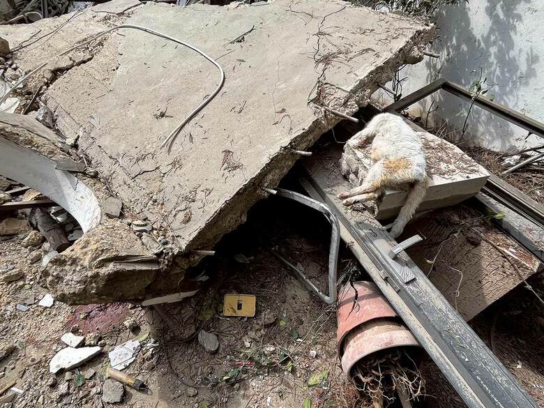 猫の遺体を誰かが置いたようだ（4月8日、ナバティーエ市）　PHOTOGRAPHS BY MEGUMI ITO