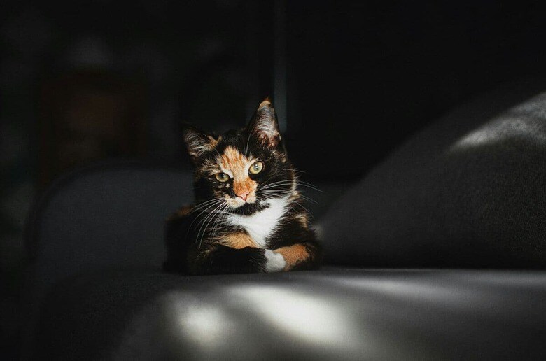 猫にとっての幸せって？（写真はイメージです） Vitaliy Shevchenko-Unsplash