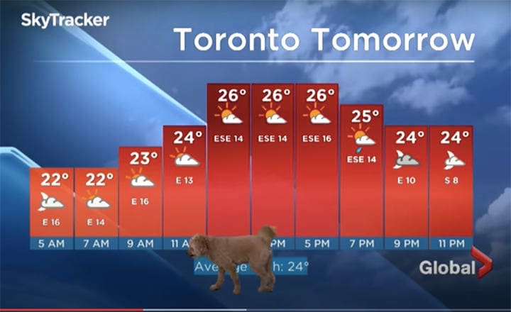 気になって仕方がない「名物犬」　Global News-YouTube