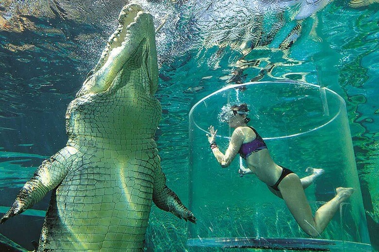 ワニの水槽に飛び込むことができるクロコザウルス・コーブ　FRANNY PLUMRIDGE