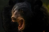 【動画】クマ襲撃で小学生ら11人が負傷、2人が重体　カナダ