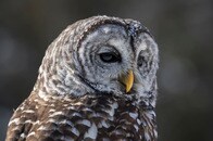 ヘビがフクロウの「ご馳走」に...　ライブカメラが記録した食事シーン