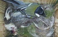 地球温暖化で鳥類「血の抗争」が始まった──敵を殺し脳を食べる行動も