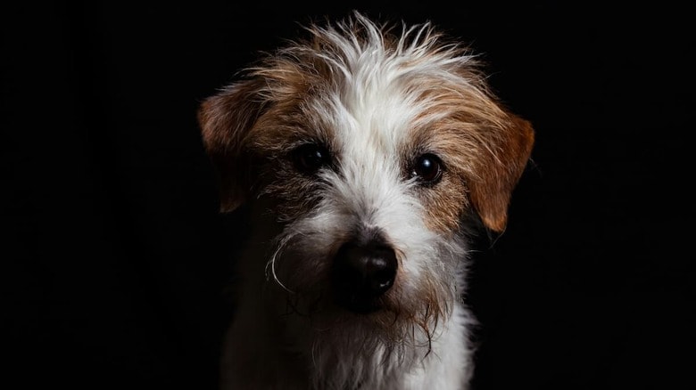 捨てられた犬が新たな家を見つけるのは簡単ではない（写真はイメージです）　Shutter Speed-Unsplash