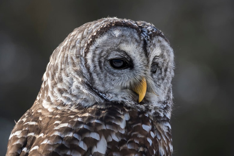 （写真はイメージです）　Alice Hebb-shutterstock