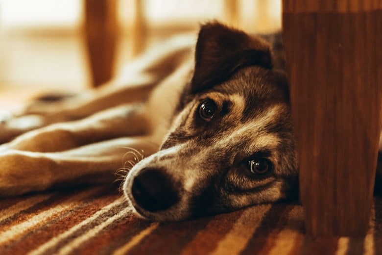 障害を負ってもリハビリを経て再び歩けるようになる犬も（写真はイメージです）　Elland Gee-Unsplash