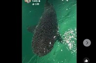 【動画】大型のサメが水上スキーに突進、何度も「体当たり」してくる恐怖映像...3人が襲われ重傷を負ったビーチで
