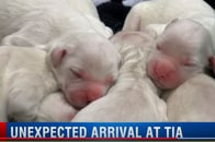 空港で4時間にわたる出産劇　感動して飛行機に乗り損ねる人まで