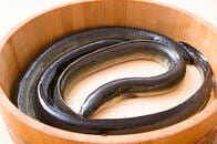 ウナギを使った便秘治療で中国人男性が瀕死の重傷