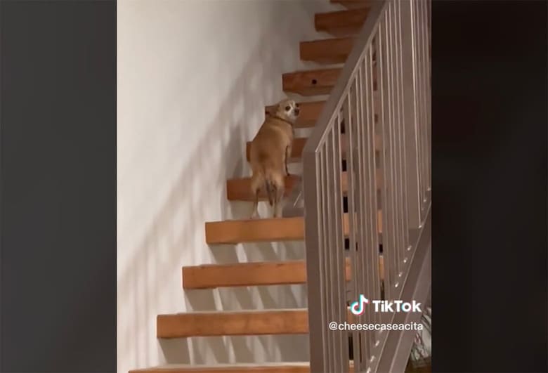 @cheesecaseacita/TikTok