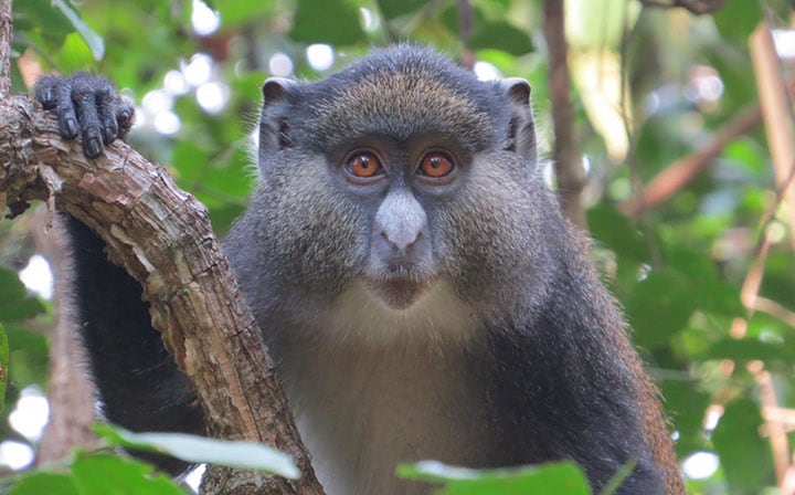 ゴンベ国立公園で研究対象となったアカオザルとブルーモンキーの雑種「ジミー」 Maneno Mpongo- Gombe Hybrid Monkey Project　