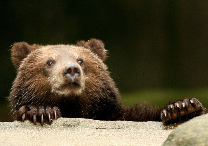 暖冬で眠れないヒグマが増えている　Christian Charisius-REUTERS