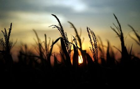 主要な農産物輸出国であるアルゼンチンで、大豆など穀物の取引がほぼ完全にまひ状態となっている。干ばつで大豆の供給量が不足している上に、１９日の大統領選決選投票で勝利したハビエル・ミレイ氏の政策を見極めたいとの思惑から農家が生産を手控えているため。写真はアルゼンチンのラファエラ近郊の農場で２０１８年４月撮影（２０２３年　ロイター／Marcos Brindicci）