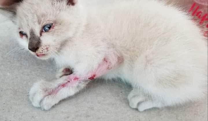 車から投げ捨てられ、保安官事務所に保護された子猫　Craven County Sheriff’s Office/Facebook