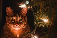 7匹の猫の飼い主が自宅の窓を見上げたら...暗闇に浮かぶ戦慄の光景