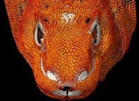 コモドドラゴンの体内に「鎧（よろい）」があることが発見される