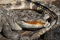 ワニがワニの餌食に...衝撃の捕食シーン...バリボリ噛んで丸のみに