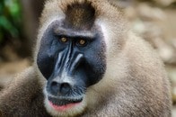 【動画】閲覧注意：我が子を亡くしたサル、死骸を数日間持ち運んだ末に共食い...衝撃の行動