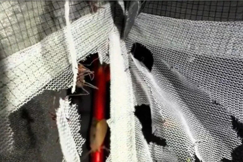 @junglekeeper/TikTok