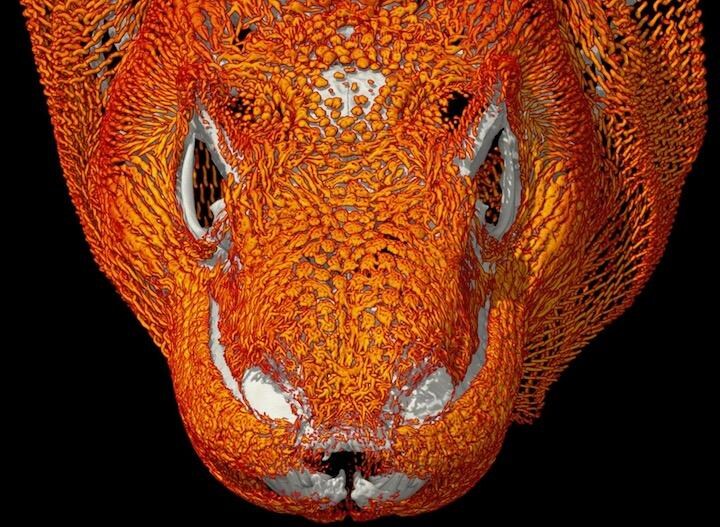 コモドドラゴンは鎧のような「皮骨」で覆われていた　Credit: The University of Texas at Austin.