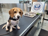 「グロすぎる...」韓国から持ち込まれた「血まみれの物体」を米空港で警察犬が押収、その正体とは？