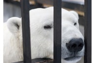 ホッキョクグマを閉じ込めたままでいいのか