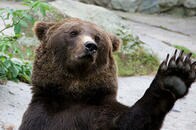 運転手が野生のクマと「ハイタッチ」する奇跡的瞬間