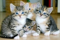 「まるでピラニア」やんちゃすぎる子猫たちが大騒動...餌やりさんの慌てぶりにネット大ウケ