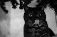 なぜかキャットフードが残る謎...猫にそそのかされた可愛すぎる「共犯者」にネット爆笑