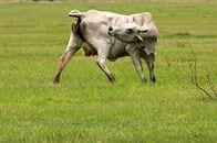 米南部で肉食寄生虫の寄生例、新たに3件確認　計5件に