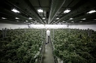 カナダの娯楽大麻合法化でチョコレート工場が大麻工場に