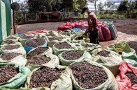 「コーヒー版OPEC」とは？...先進国3社の搾取からコーヒー生産国を守る唯一の道について