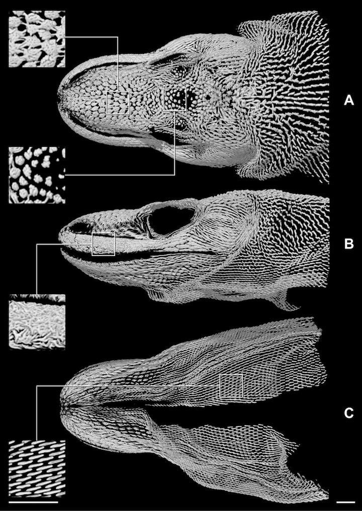 Komodo-Dragon-Osteoderms.jpg